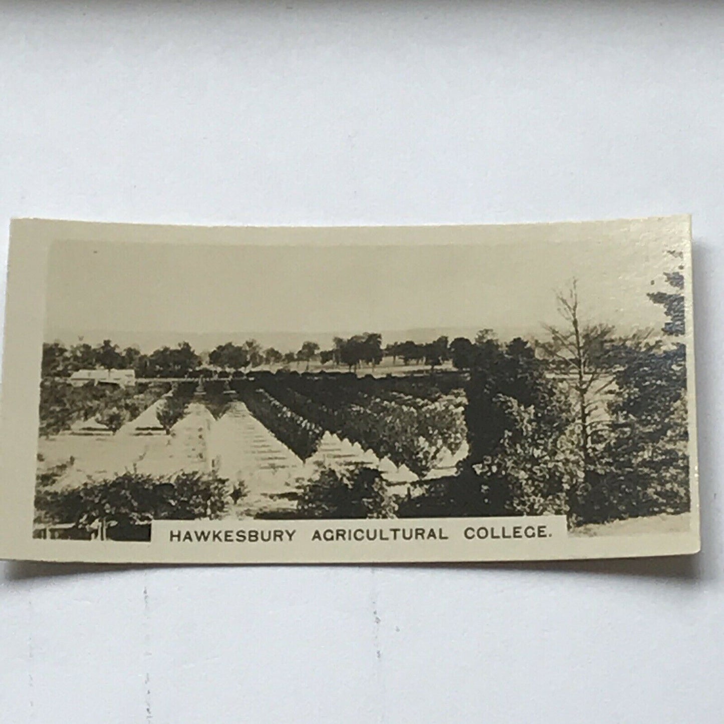 HAWKESBURY AGRICULTURAL COLLEGE Vintage Photo (cigarette Card?) AUSTRALIA