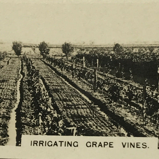 Irrigating Grape Vines Vintage Photo (cigarette Card?) AUSTRALIA Vineyard