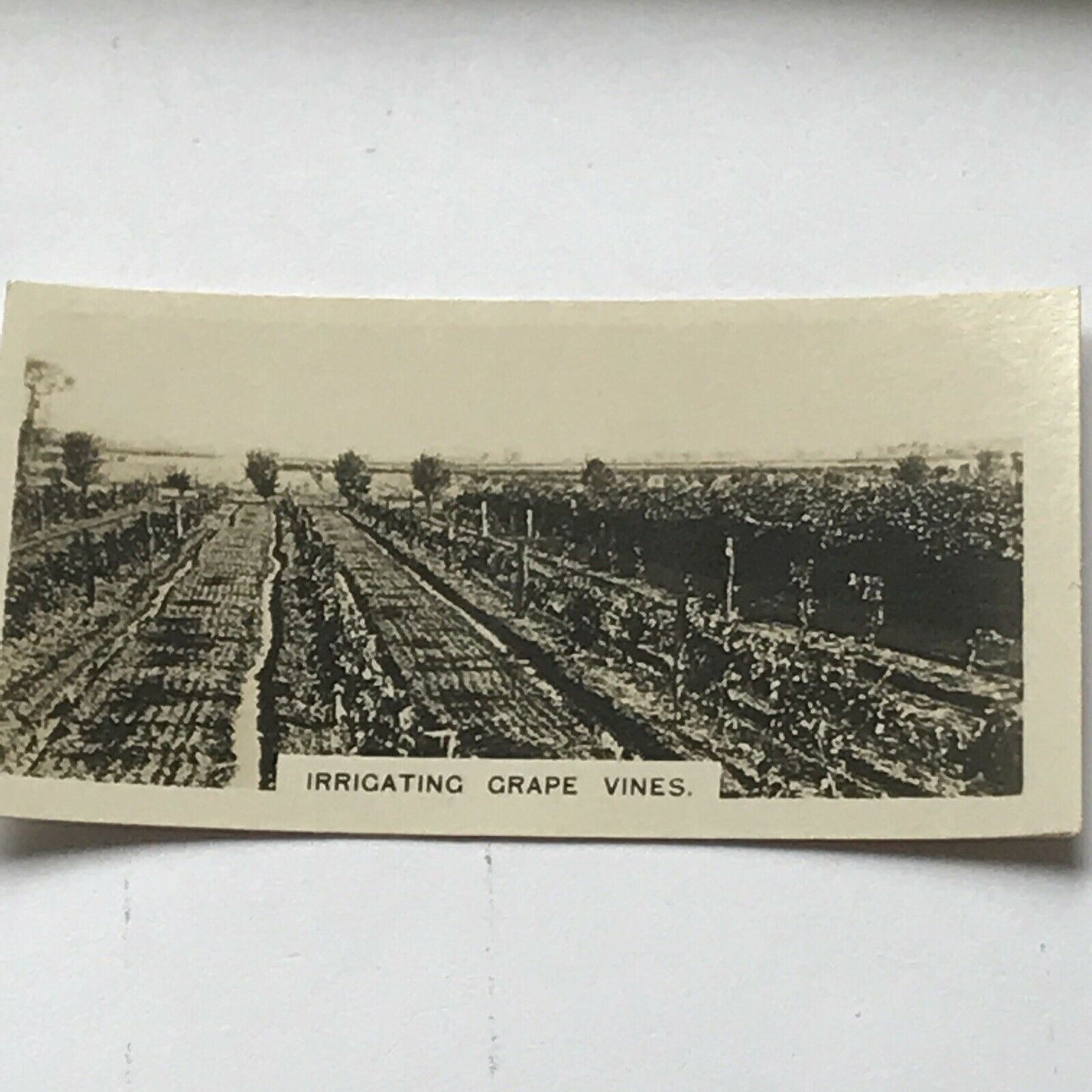 Irrigating Grape Vines Vintage Photo (cigarette Card?) AUSTRALIA Vineyard