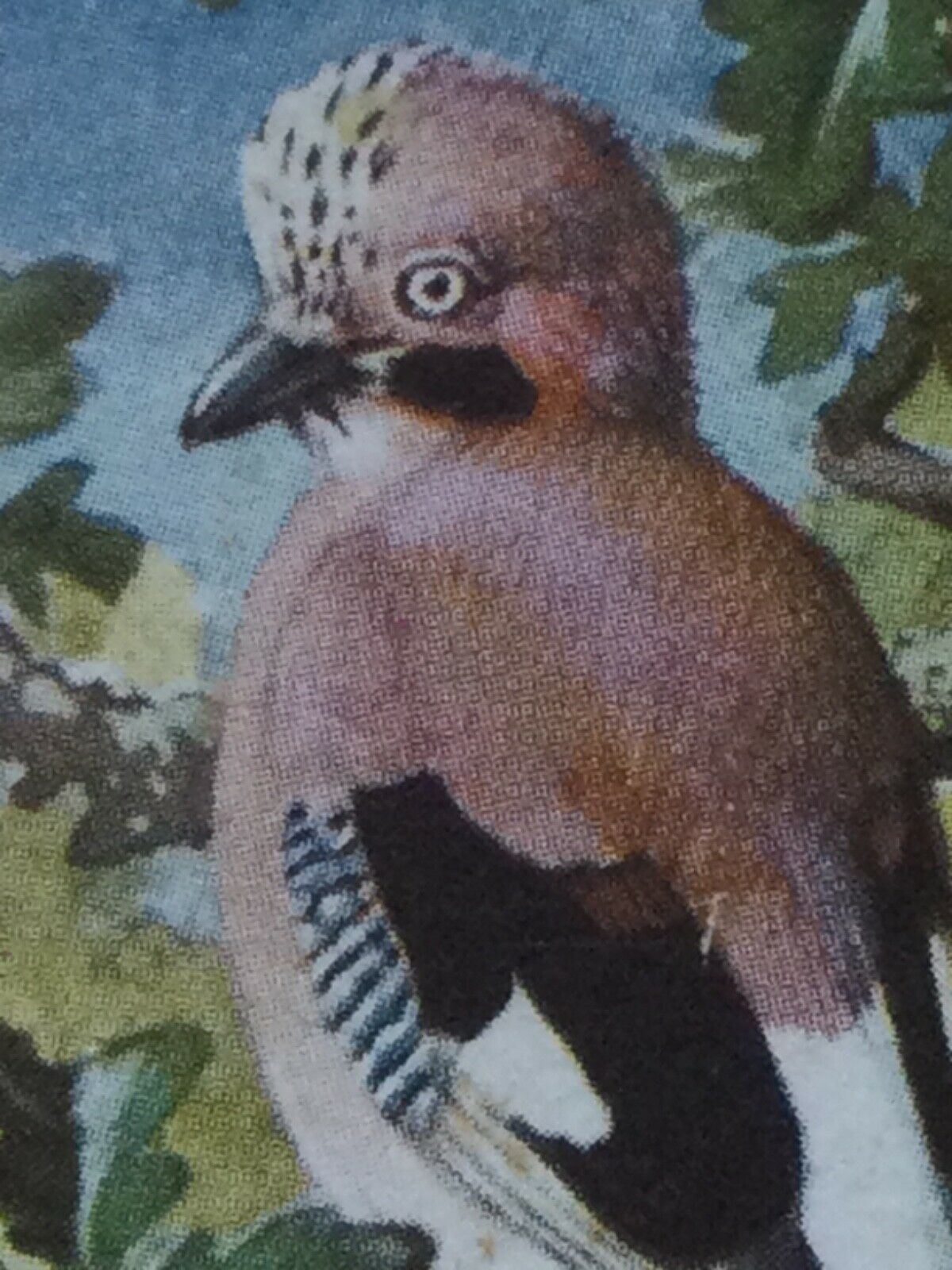 BIRD PORTRAITS  Brooke Bond Tea Cards Sold Individually - take your pick