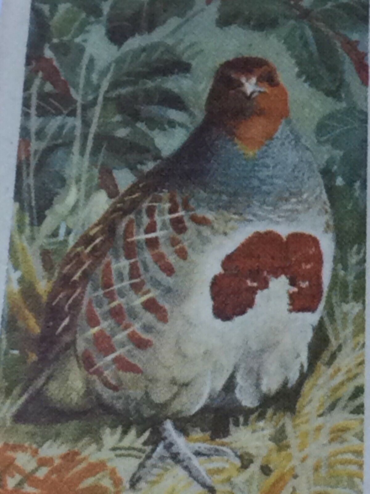 BIRD PORTRAITS  Brooke Bond Tea Cards Sold Individually - take your pick