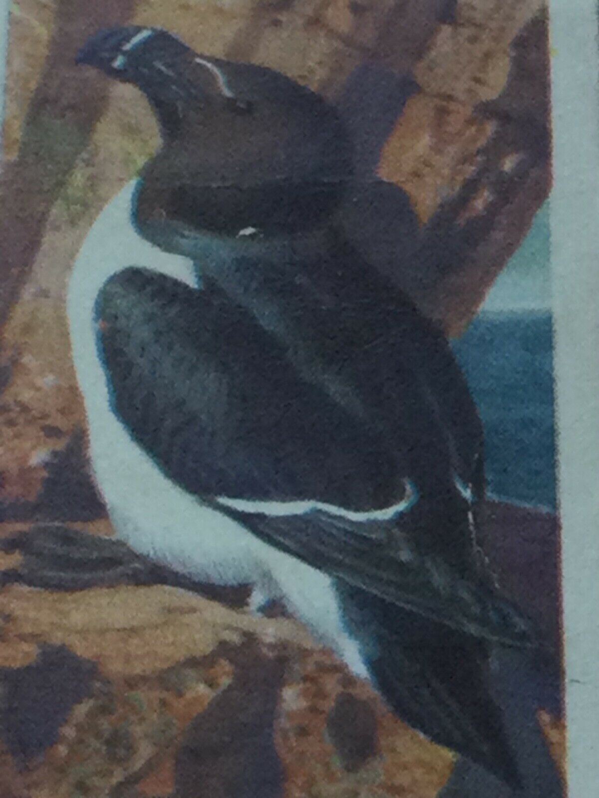 BIRD PORTRAITS  Brooke Bond Tea Cards Sold Individually - take your pick