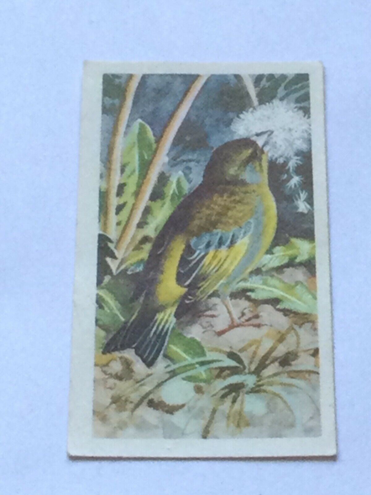 BIRD PORTRAITS  Brooke Bond Tea Cards Sold Individually - take your pick