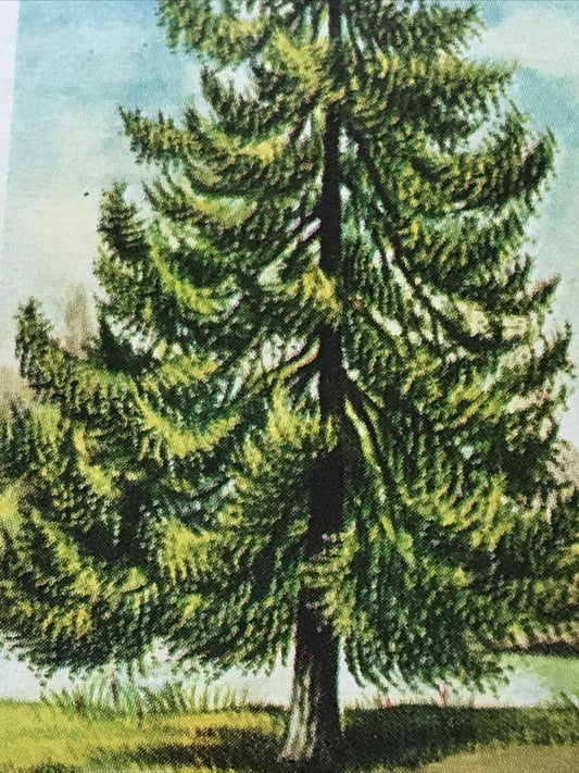 Brooke Bond Tea Card Trees In Britain No 1 LARCH LARIX DECIDUA 1960s Collectable