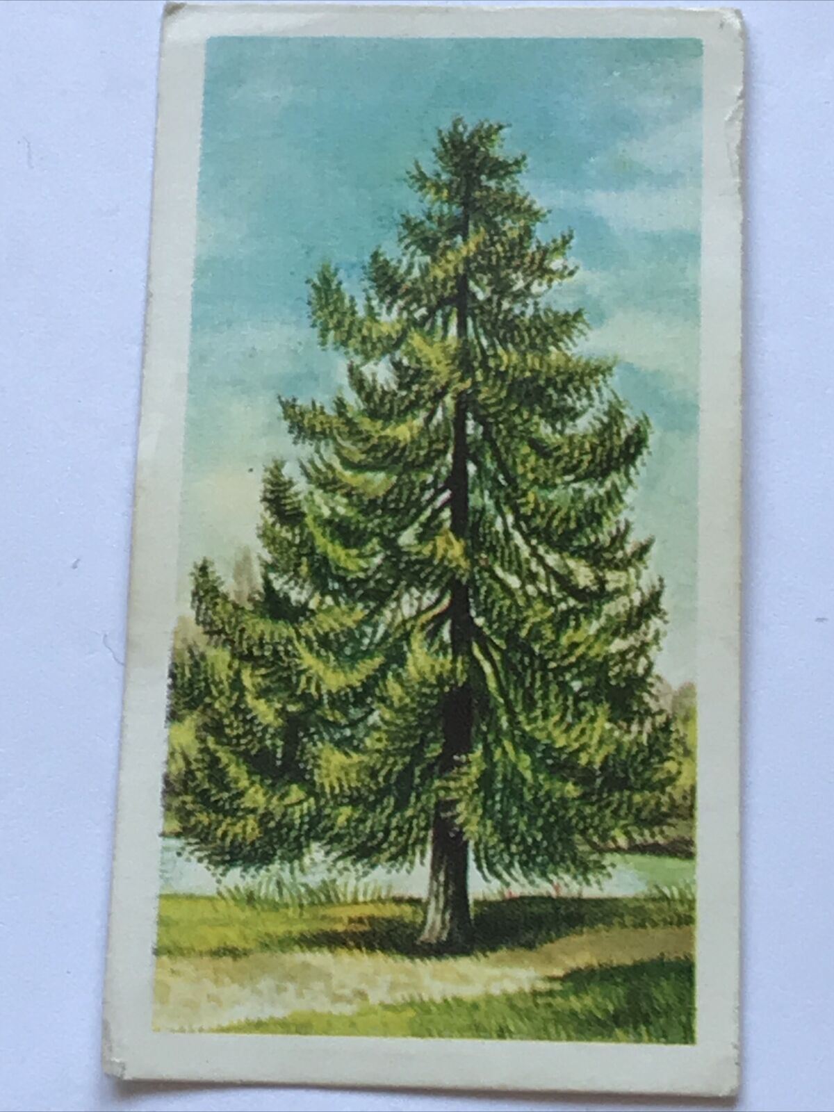 Brooke Bond Tea Card Trees In Britain No 1 LARCH LARIX DECIDUA 1960s Collectable