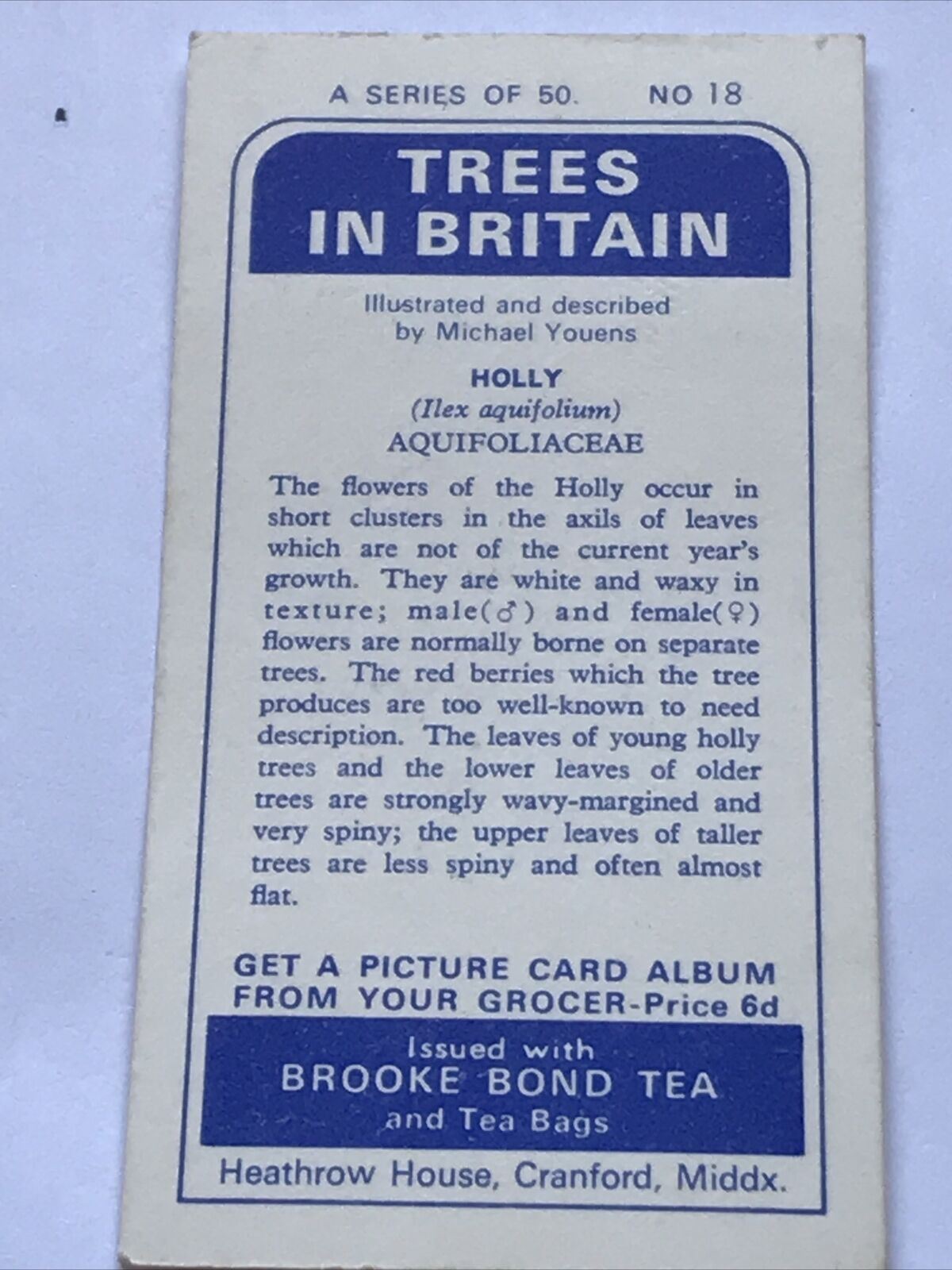 Brooke Bond Tea Card Trees In Britain No 18 HOLLY FLOWERS & BERRIES  1960s