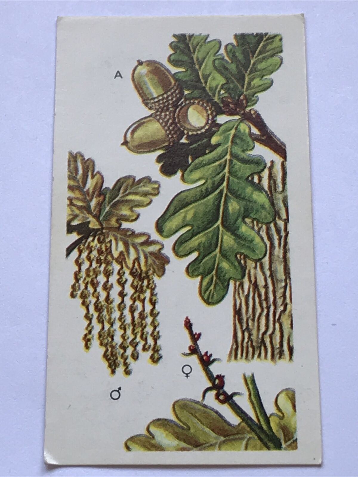 Brooke Bond Tea Card Trees In Britain No 46 COMMON OAK FLOWERS & NUTS 1960s