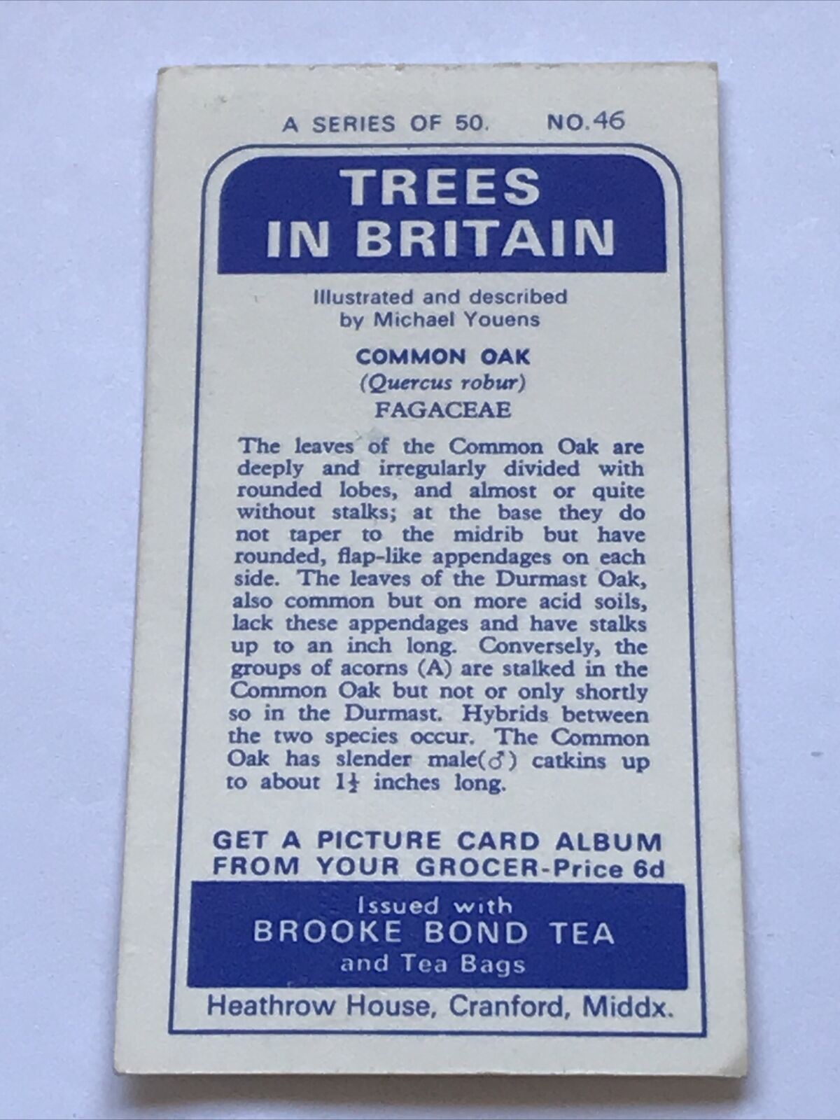 Brooke Bond Tea Card Trees In Britain No 46 COMMON OAK FLOWERS & NUTS 1960s