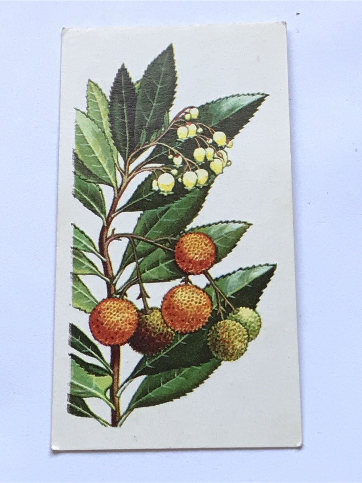 Brooke Bond Tea Card Trees In Britain No 48 STRAWBERRY TREE ERICACEAE 1960s