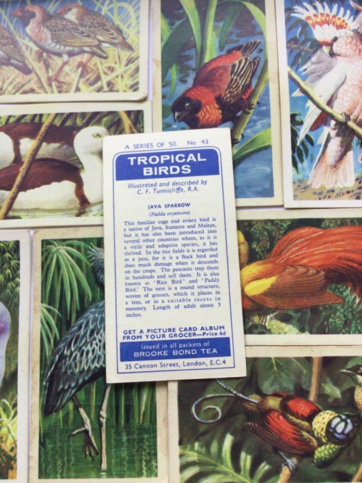 TROPICAL BIRDS Brooke Bond Tea Cards vintage - sold individually