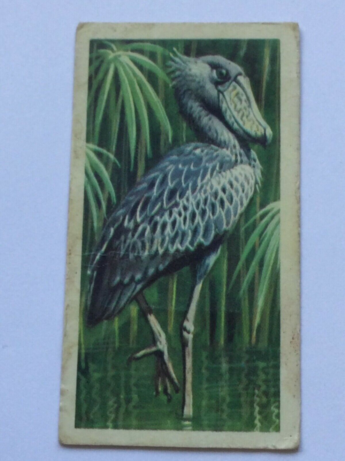 TROPICAL BIRDS Brooke Bond Tea Cards vintage - sold individually