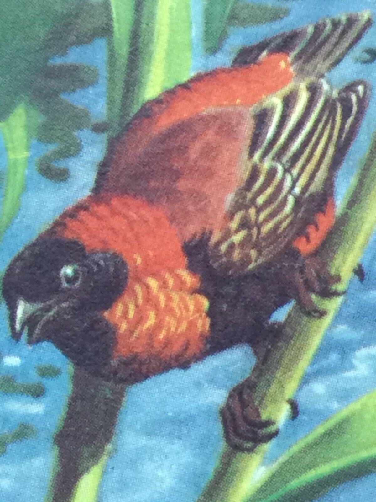 TROPICAL BIRDS Brooke Bond Tea Cards vintage - sold individually