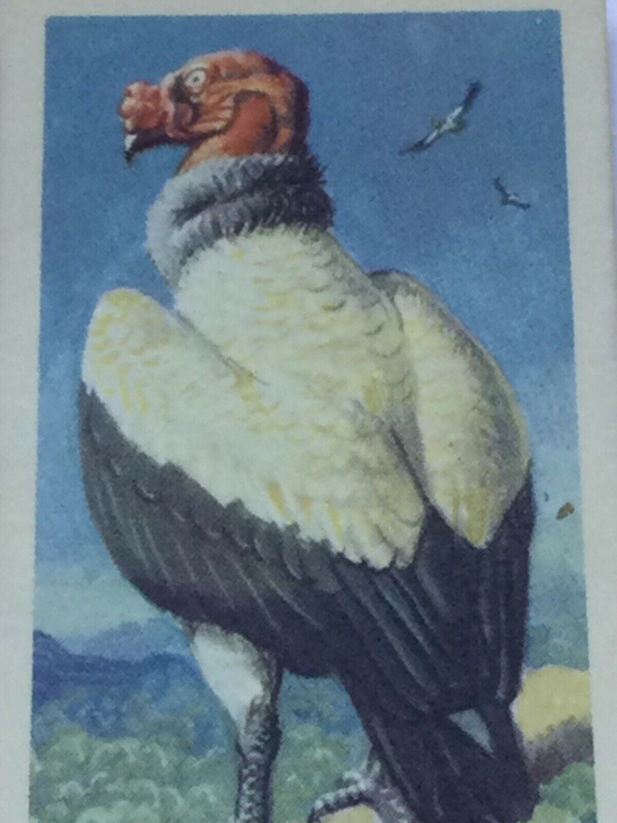 TROPICAL BIRDS Brooke Bond Tea Cards vintage - sold individually