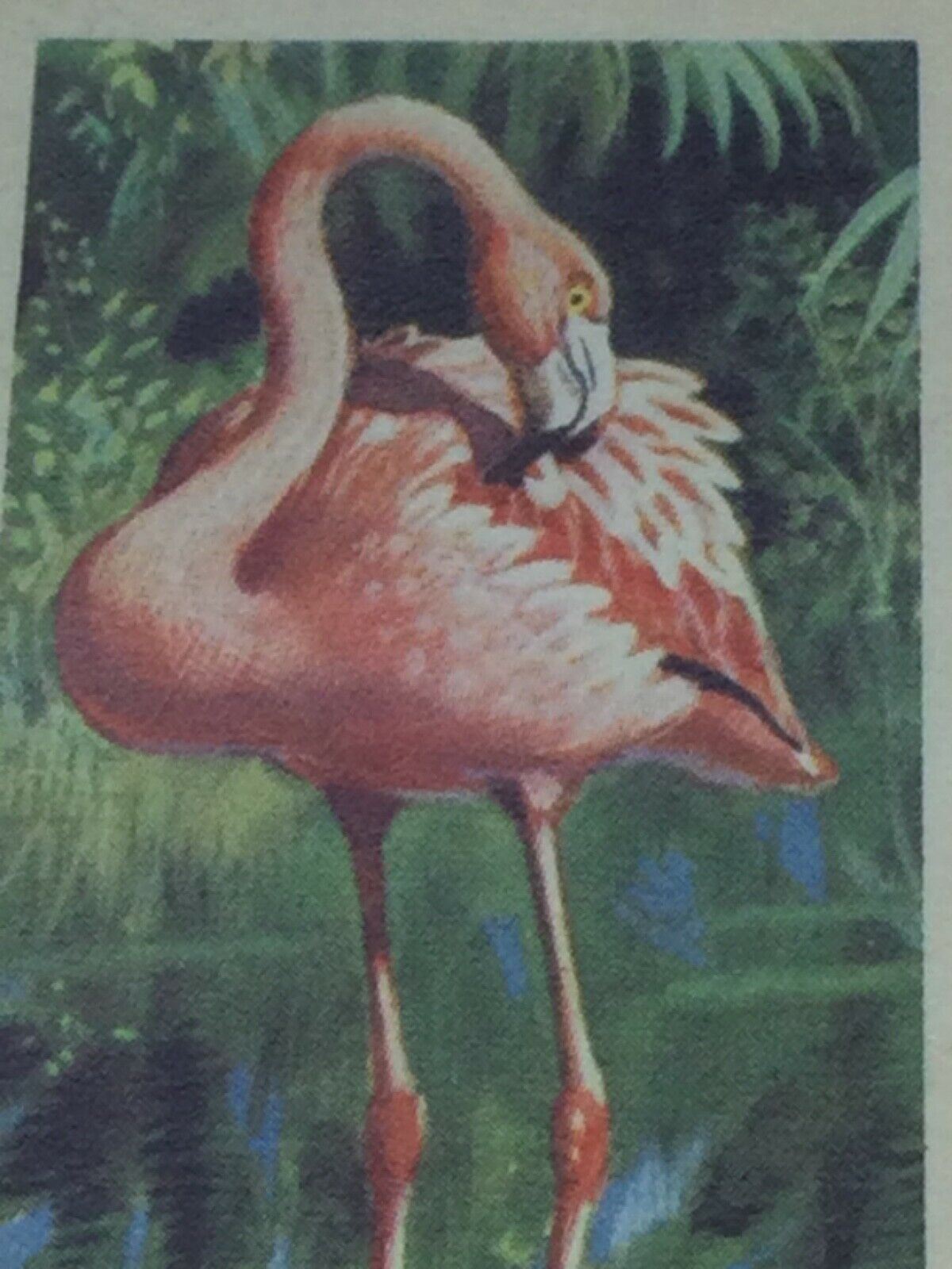 TROPICAL BIRDS Brooke Bond Tea Cards vintage - sold individually