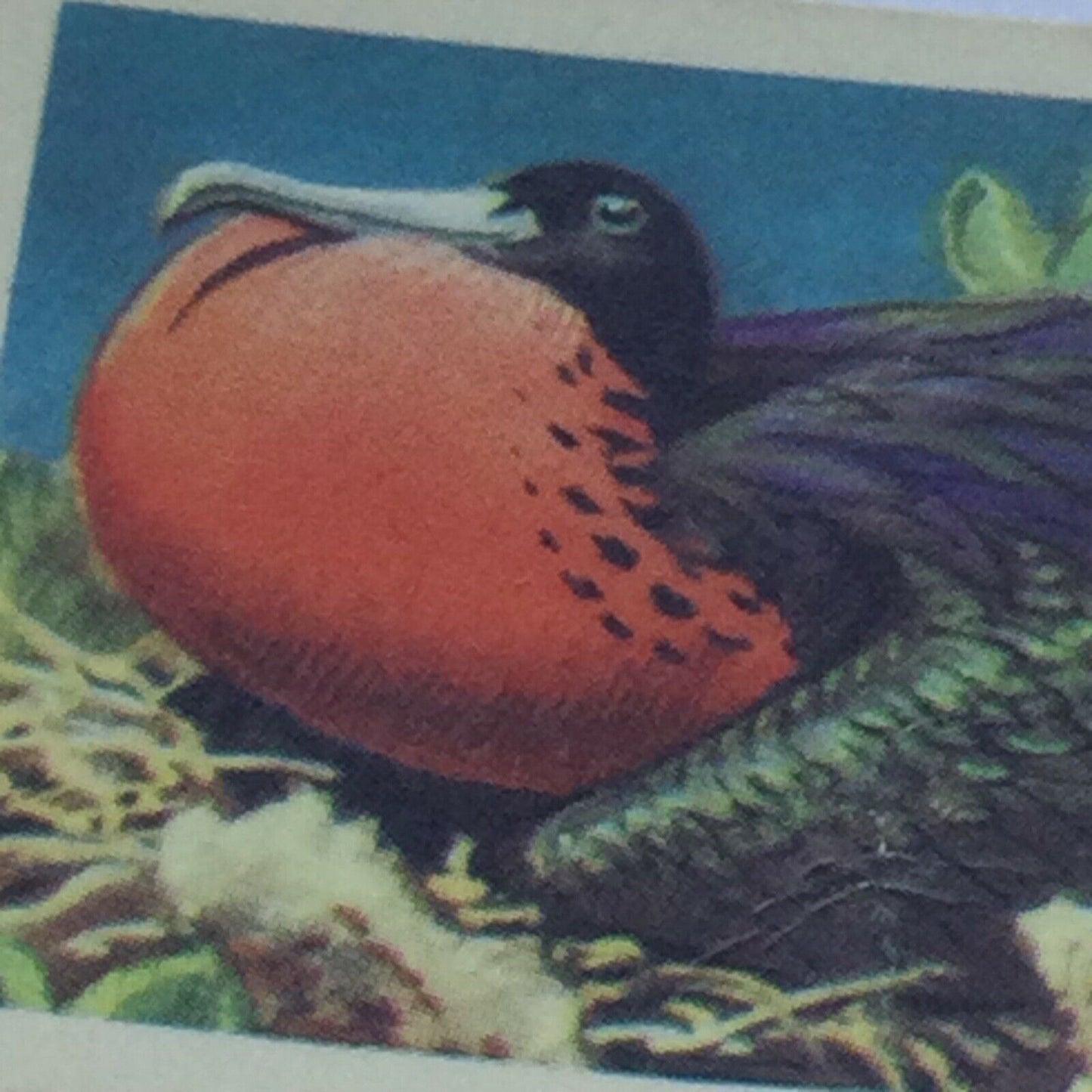 TROPICAL BIRDS Brooke Bond Tea Cards vintage - sold individually