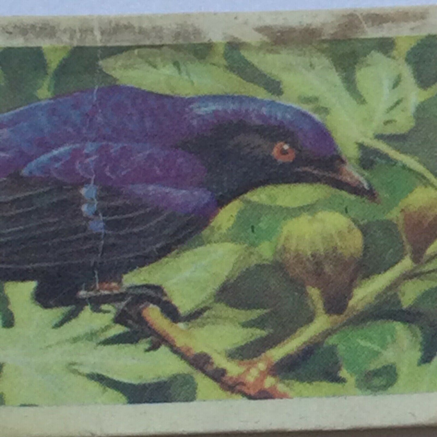 TROPICAL BIRDS Brooke Bond Tea Cards vintage - sold individually