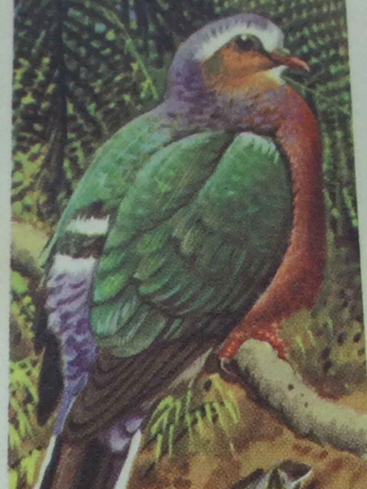 TROPICAL BIRDS Brooke Bond Tea Cards vintage - sold individually