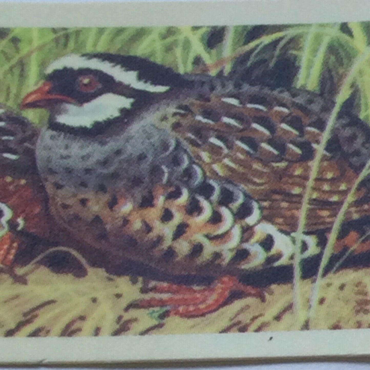 TROPICAL BIRDS Brooke Bond Tea Cards vintage - sold individually