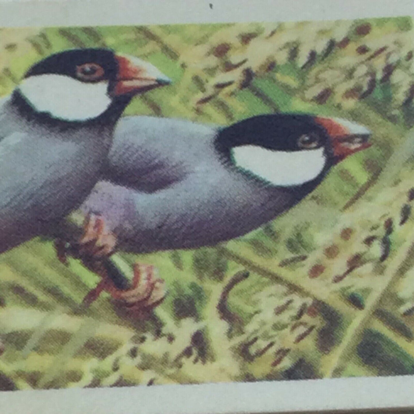 TROPICAL BIRDS Brooke Bond Tea Cards vintage - sold individually