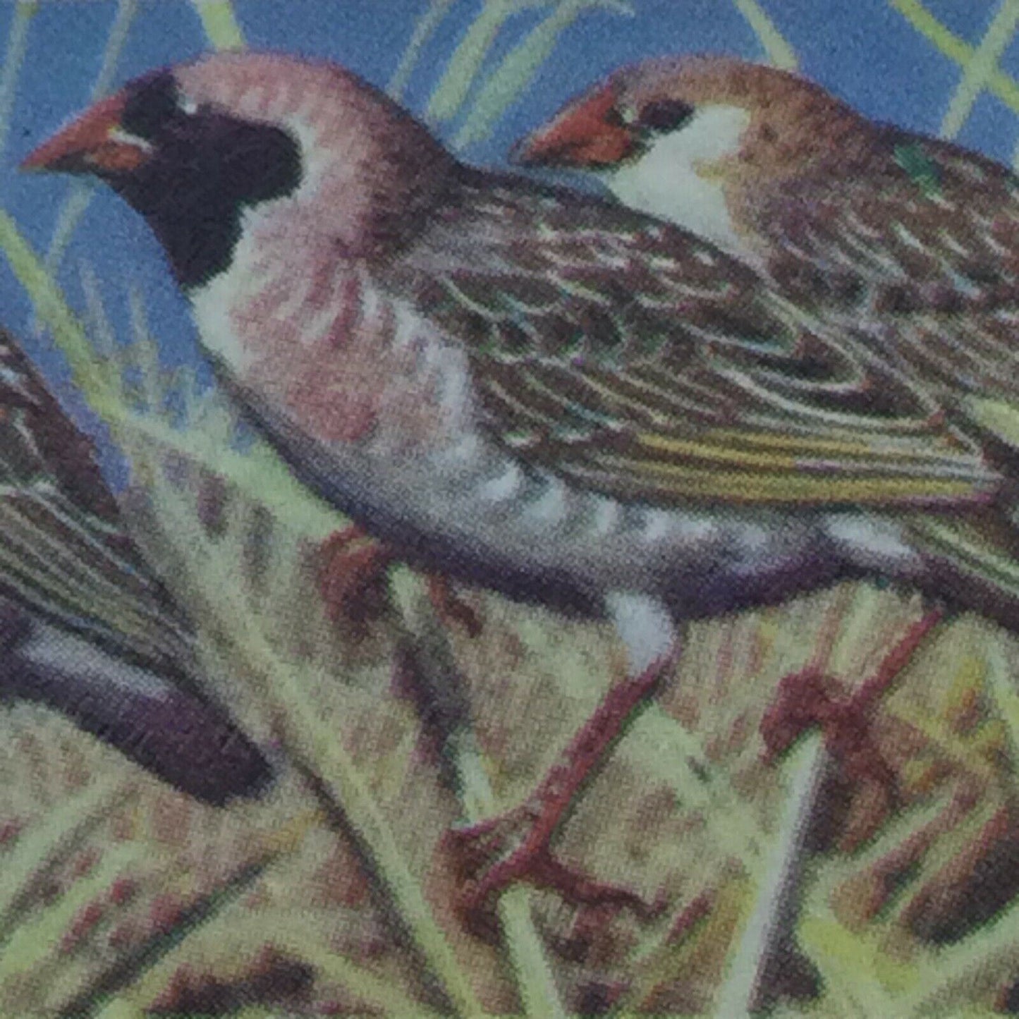 TROPICAL BIRDS Brooke Bond Tea Cards vintage - sold individually