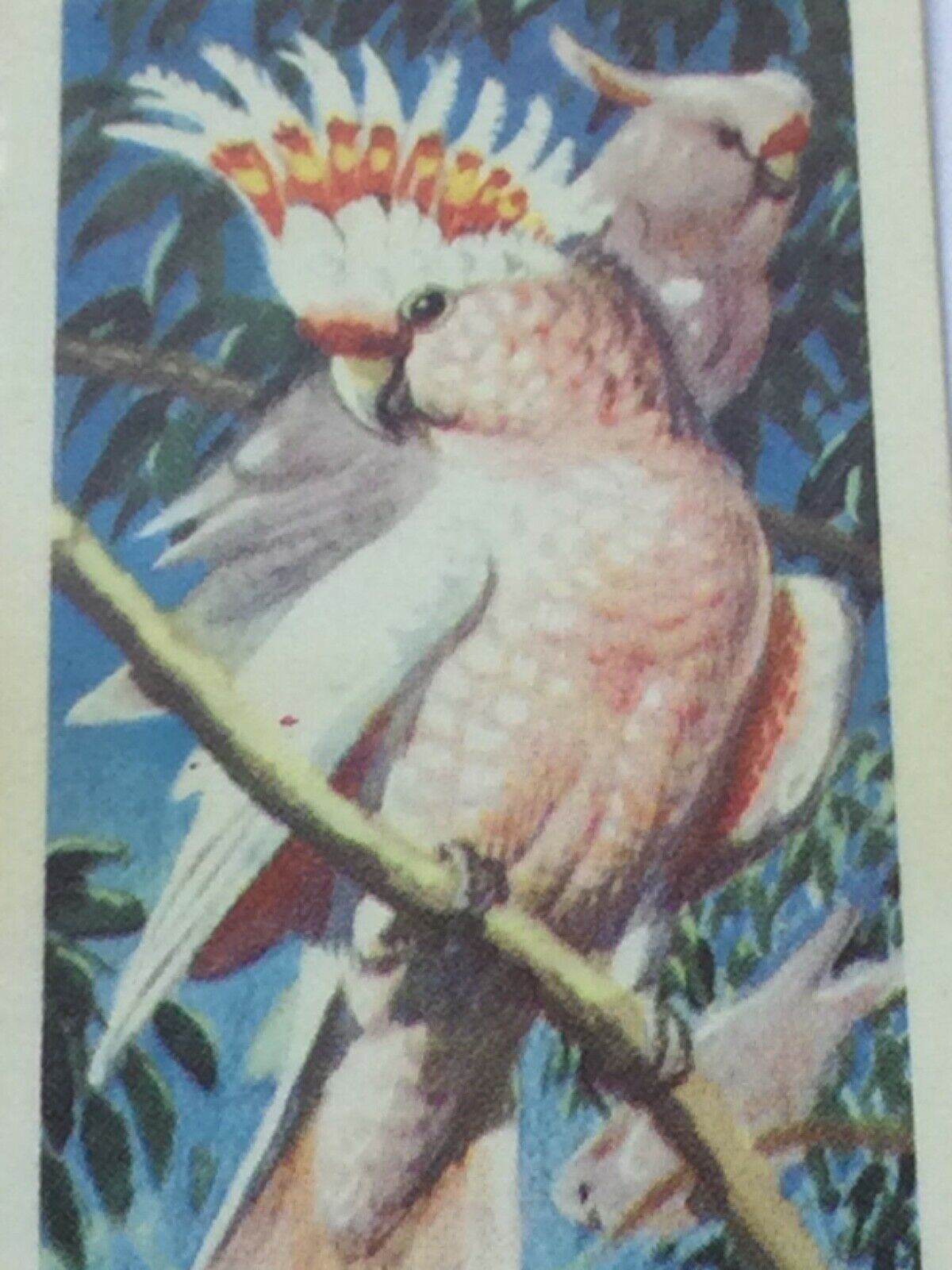 TROPICAL BIRDS Brooke Bond Tea Cards vintage - sold individually