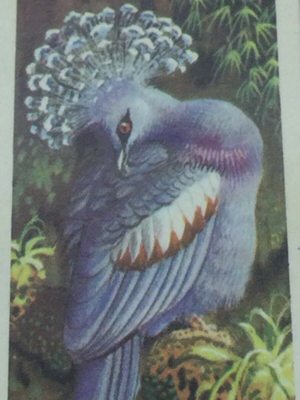 TROPICAL BIRDS Brooke Bond Tea Cards vintage - sold individually