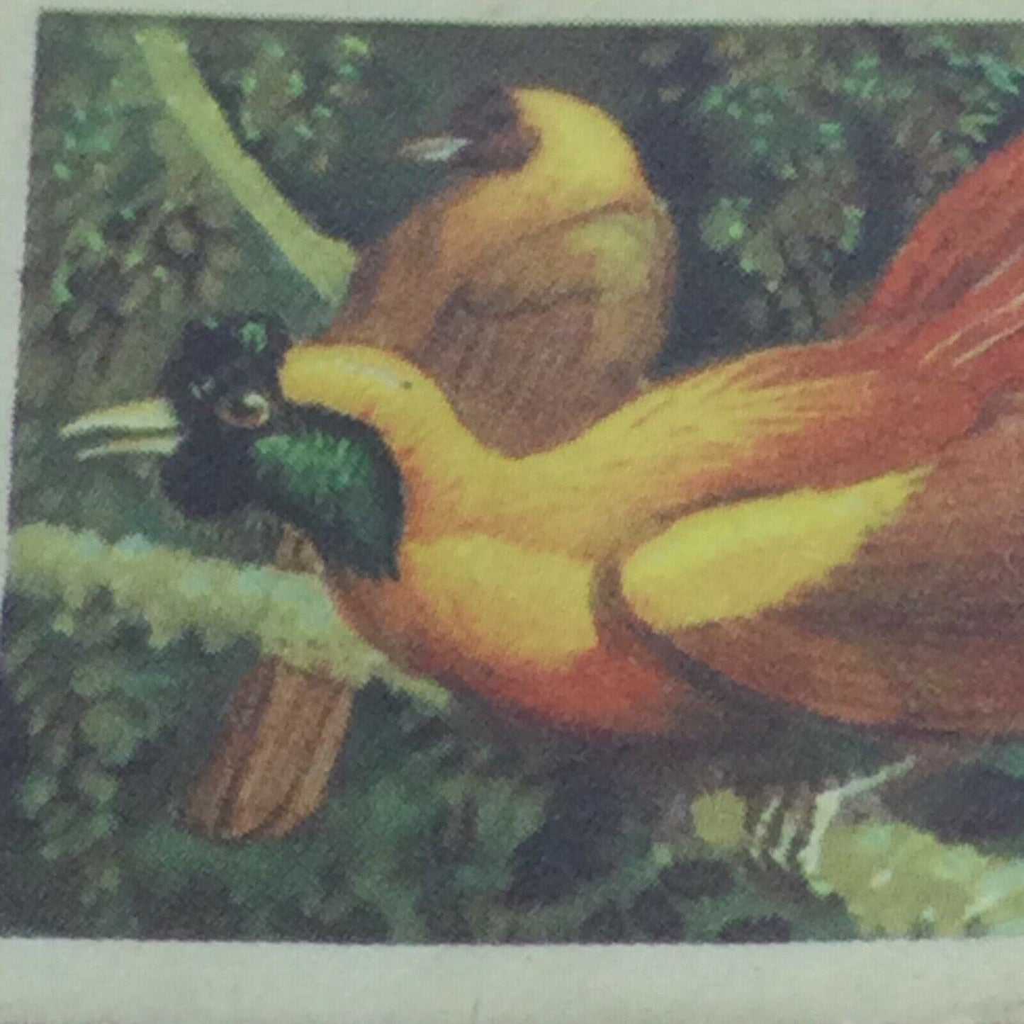 TROPICAL BIRDS Brooke Bond Tea Cards vintage - sold individually