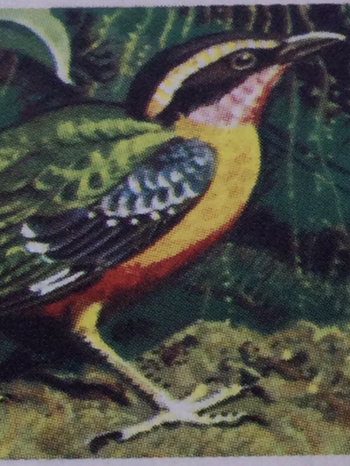 TROPICAL BIRDS Brooke Bond Tea Cards vintage - sold individually