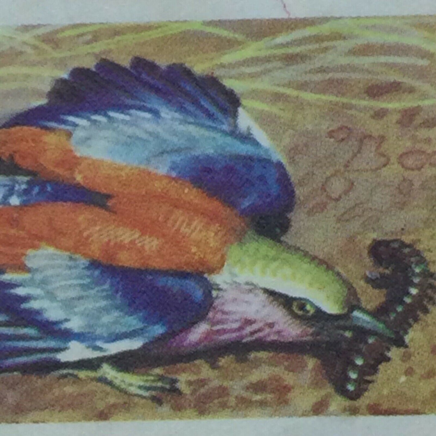 TROPICAL BIRDS Brooke Bond Tea Cards vintage - sold individually