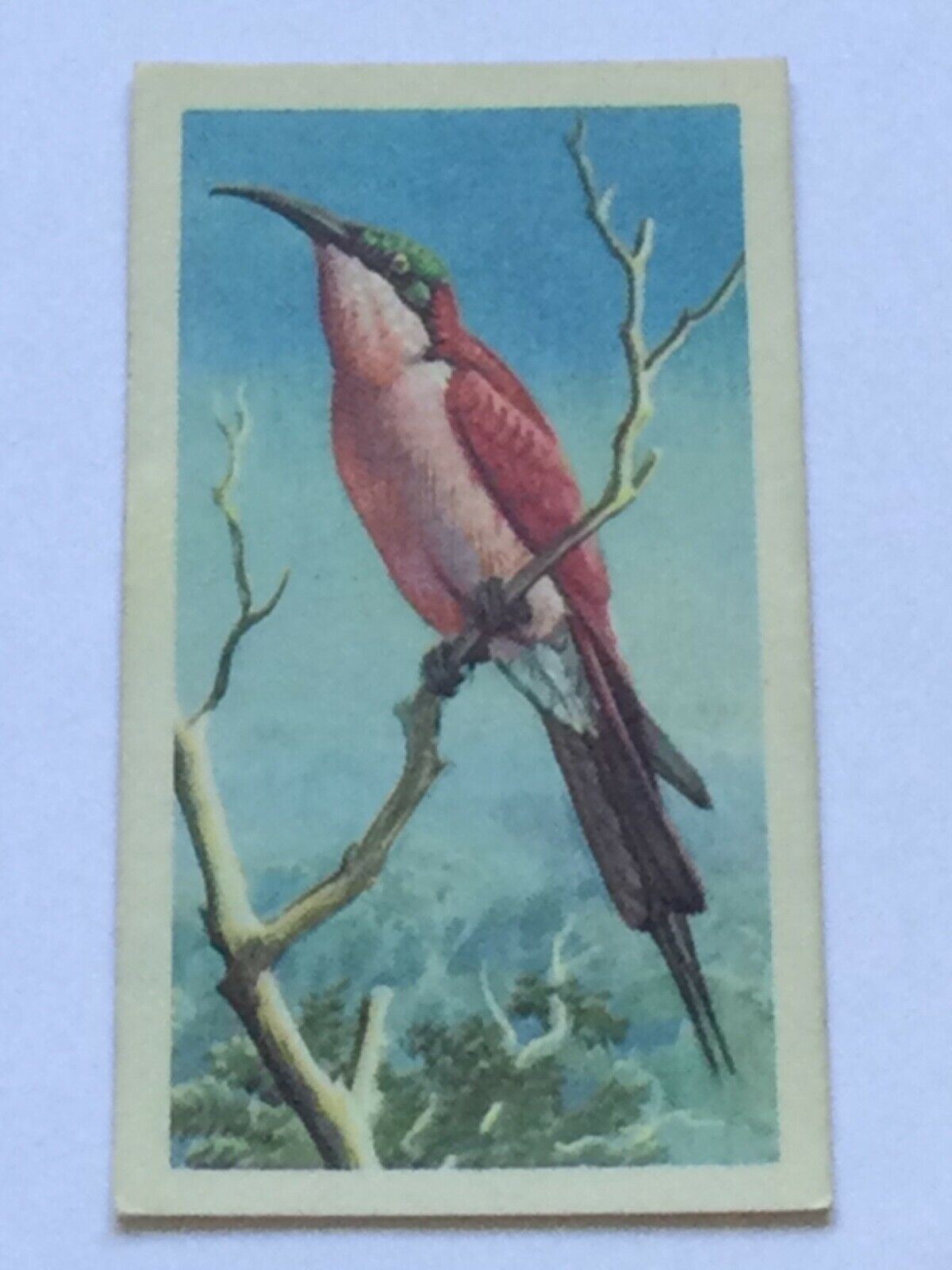 TROPICAL BIRDS Brooke Bond Tea Cards vintage - sold individually