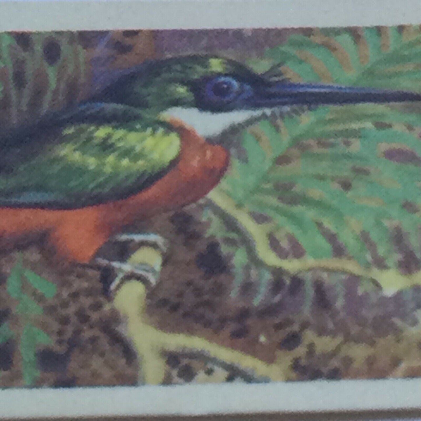 TROPICAL BIRDS Brooke Bond Tea Cards vintage - sold individually