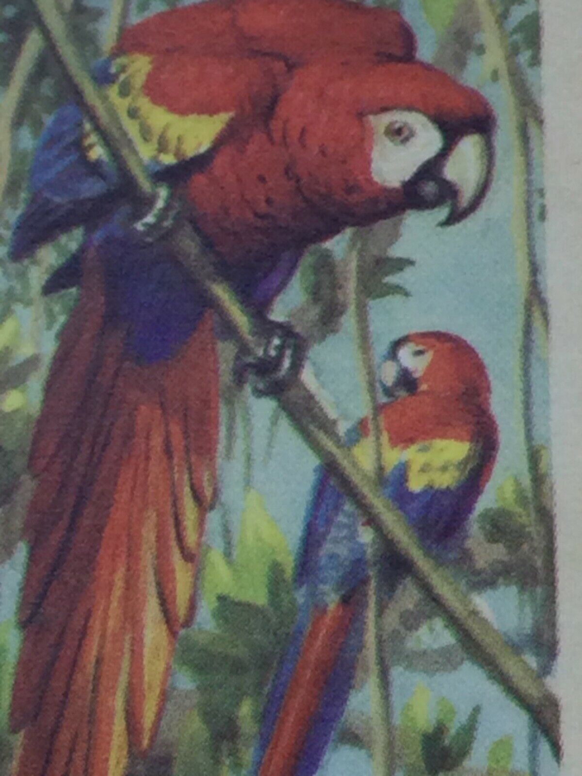 TROPICAL BIRDS Brooke Bond Tea Cards vintage - sold individually