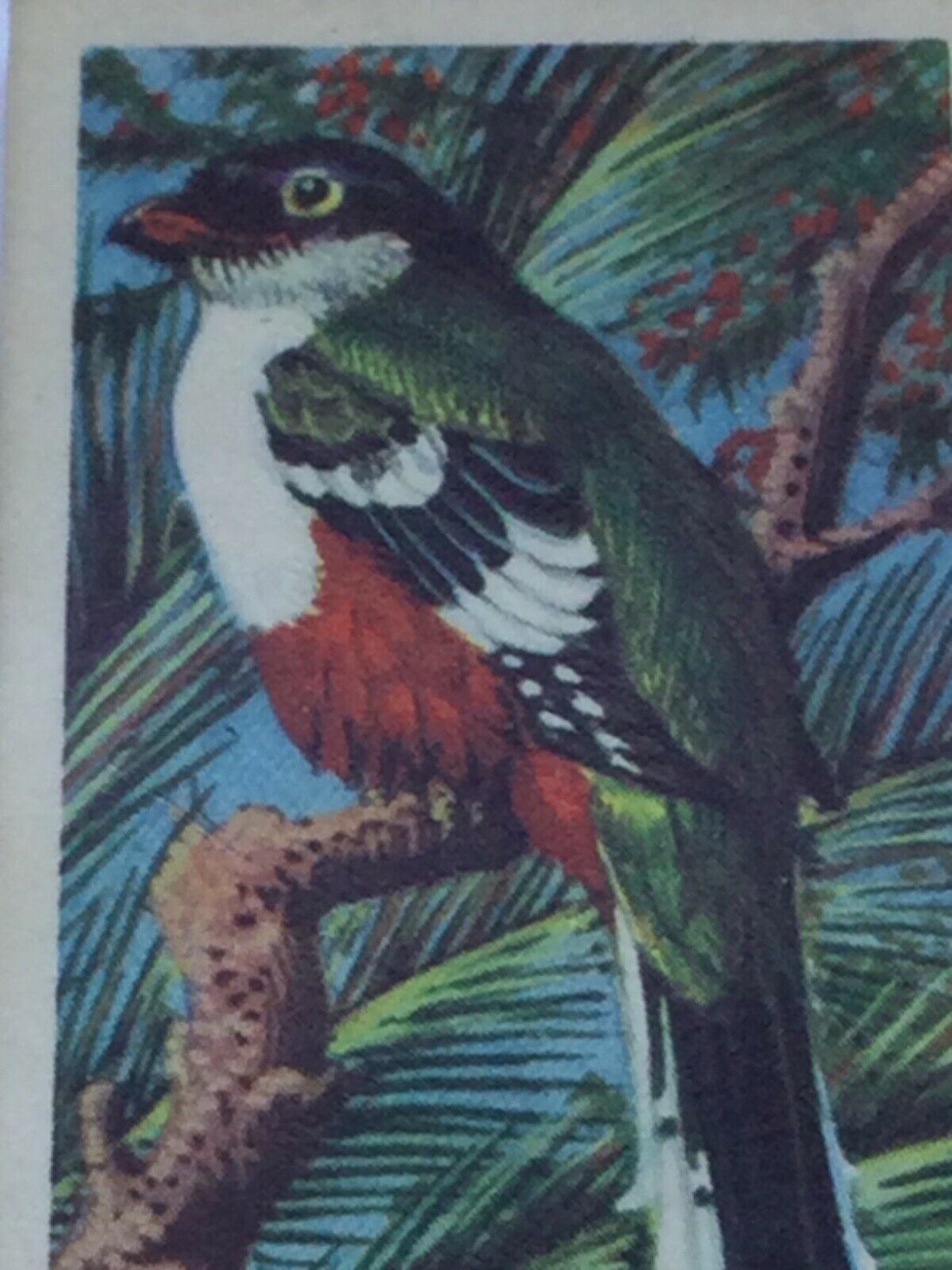 TROPICAL BIRDS Brooke Bond Tea Cards vintage - sold individually