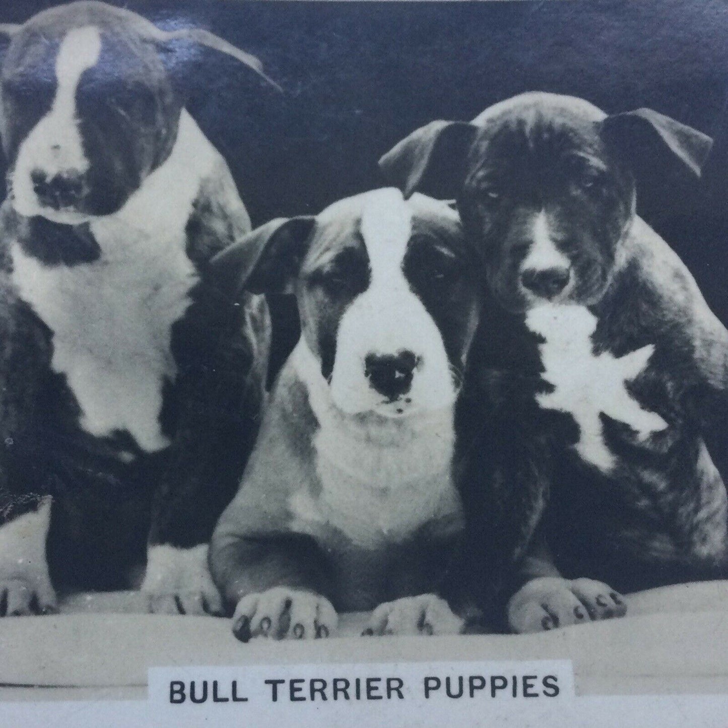 BULL TERRIER PUPPIES VINTAGE PHOTO CIGARETTE CARD SENIOR SERVICE DOGS #2 Cute