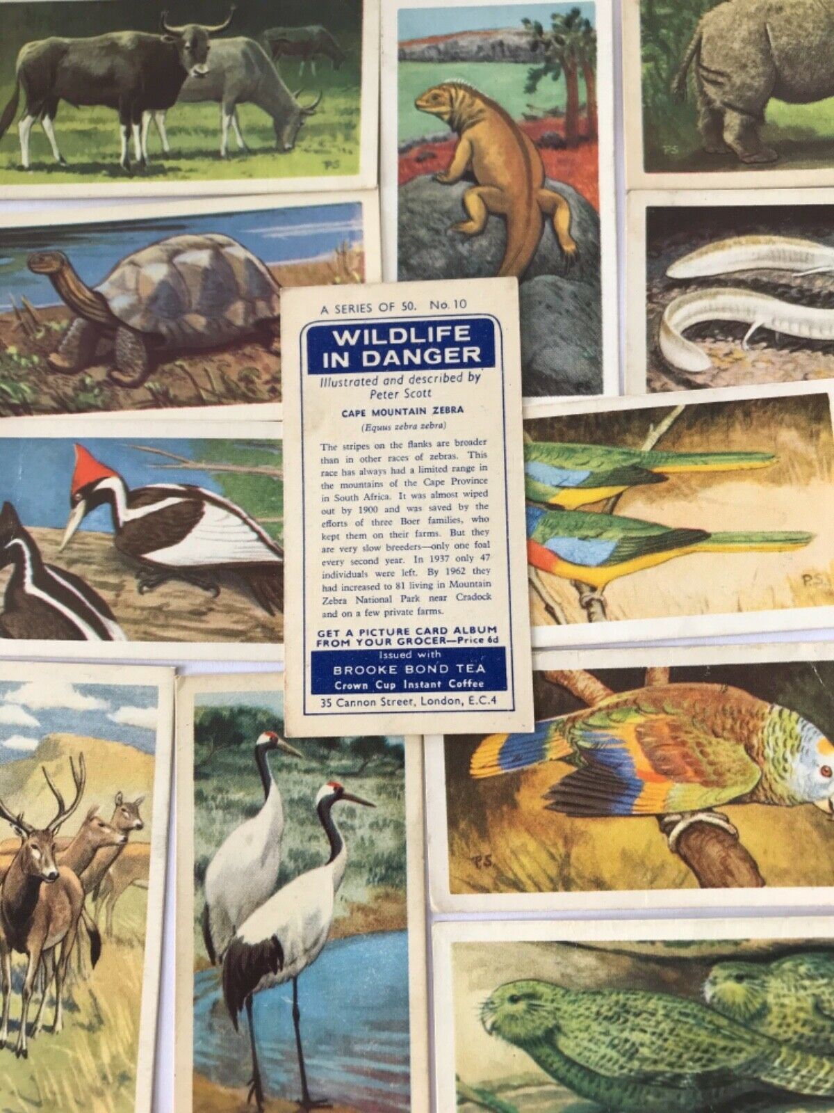 WILDLIFE IN DANGER Brooke Bond Tea Cards - sold individually - take your pick