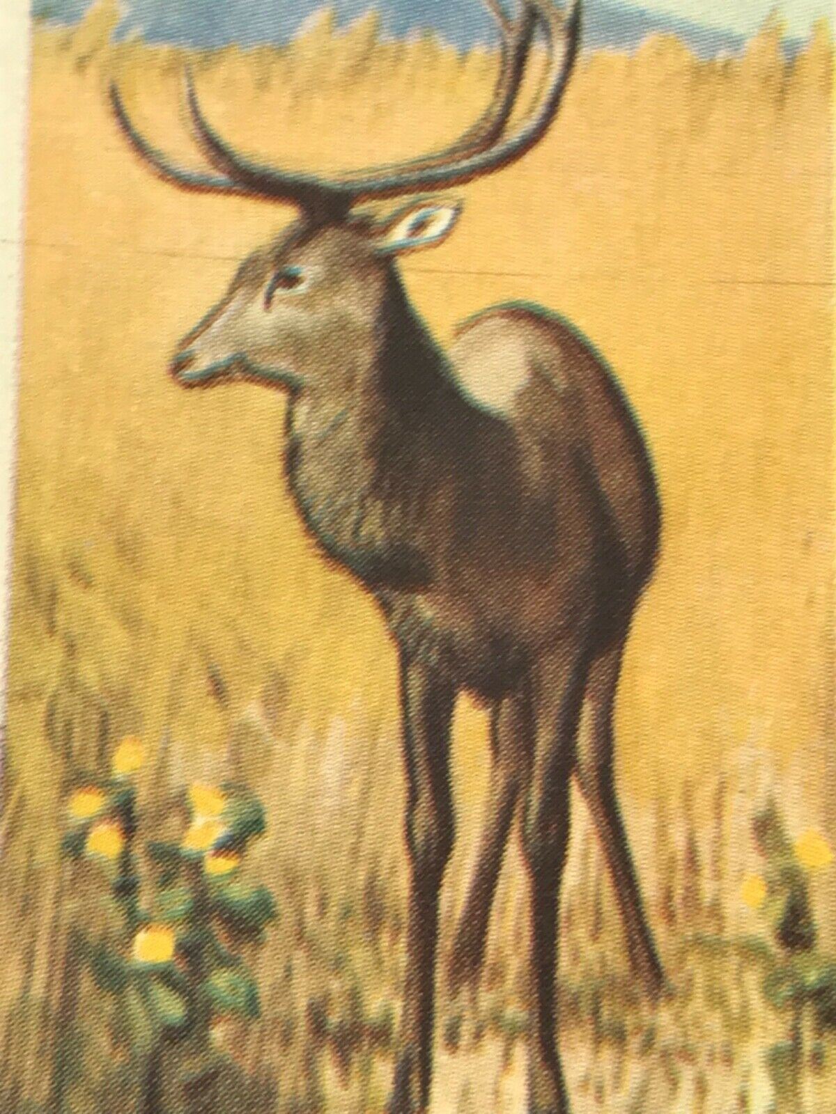 WILDLIFE IN DANGER Brooke Bond Tea Cards - sold individually - take your pick