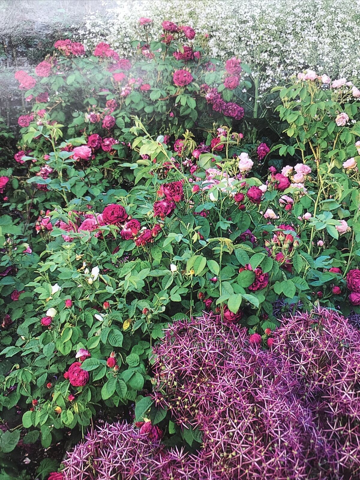 Large Postcard SISSINGHURST CASTLE GARDEN ROSE ROSES MAGENTA PRINCE CHARLES