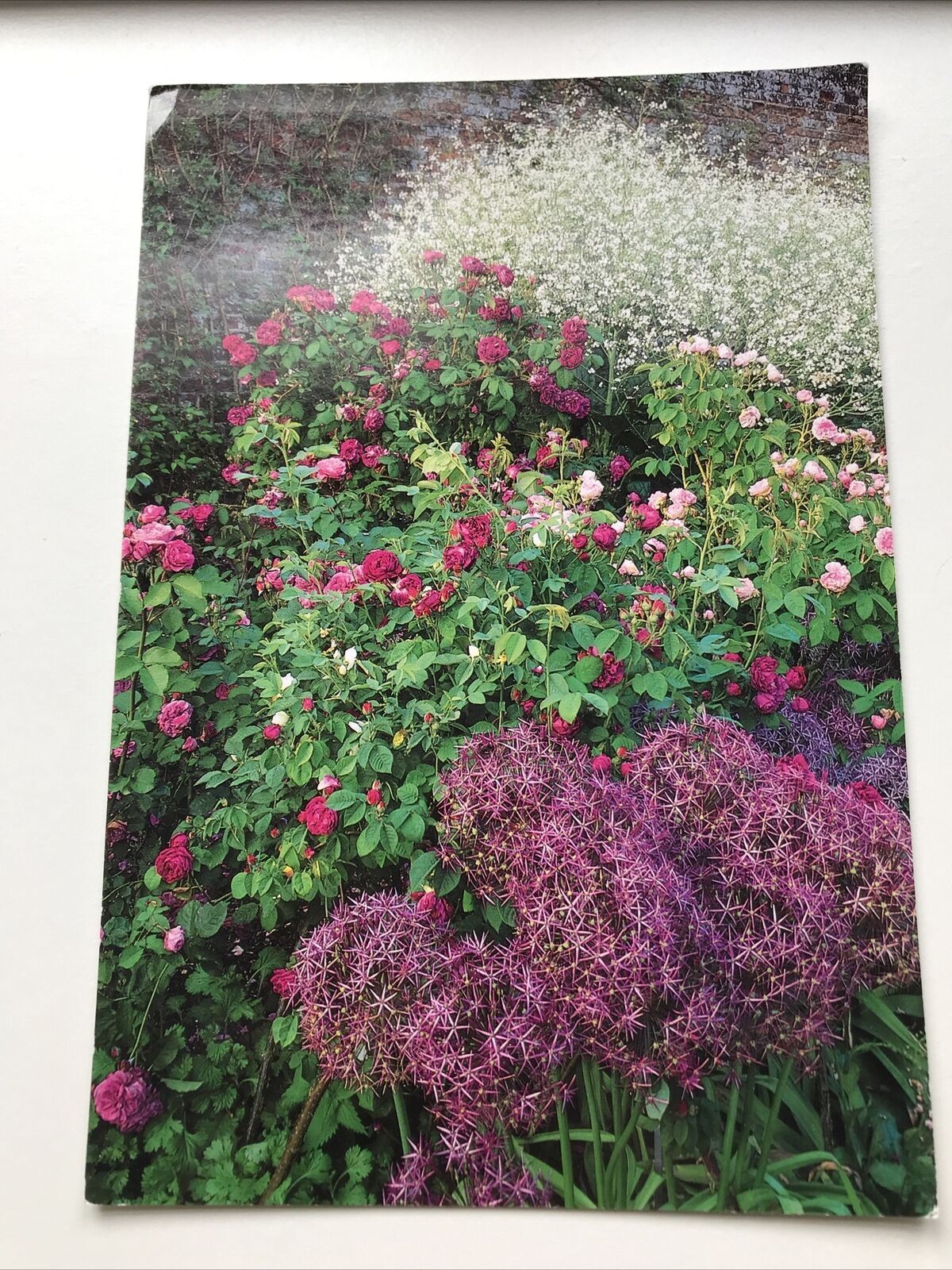 Large Postcard SISSINGHURST CASTLE GARDEN ROSE ROSES MAGENTA PRINCE CHARLES