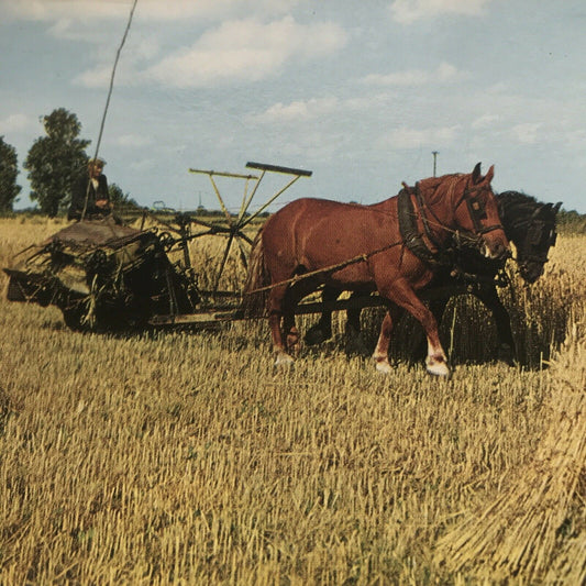 Postcard Working Horses In Field Harvesting In Norfolk