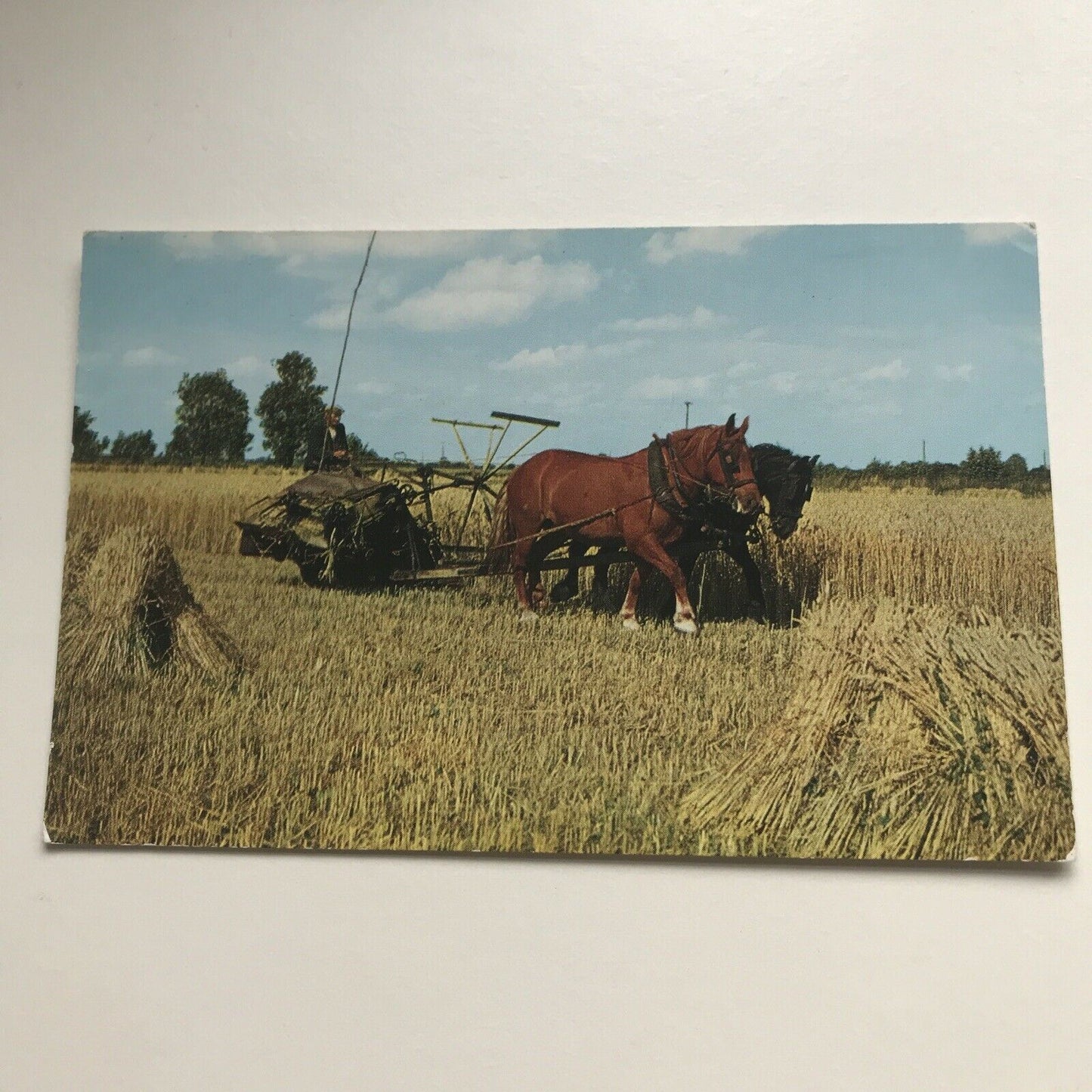 Postcard Working Horses In Field Harvesting In Norfolk