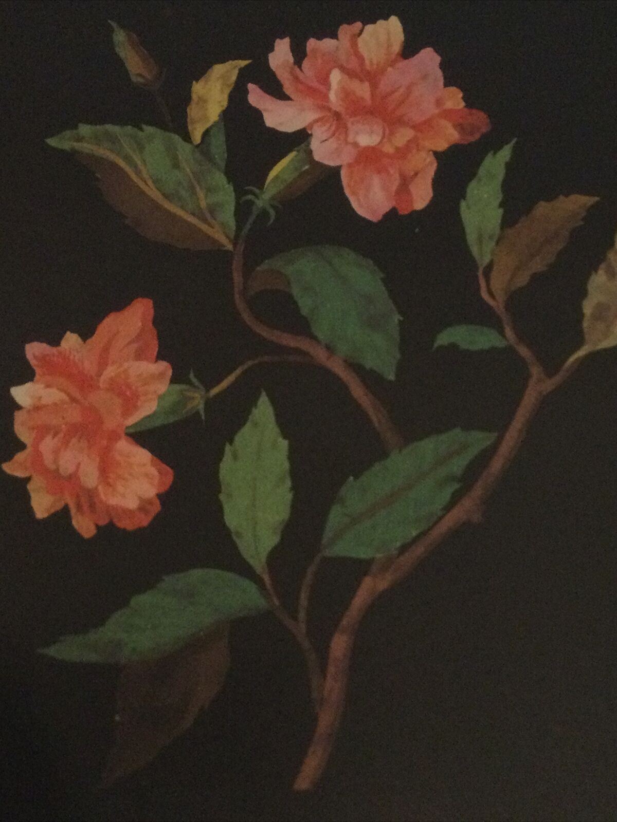 MRS MARY DELANY China Rose. Blank Card, No Envelope. C18th Female Painter. Pretty floral greetings card.