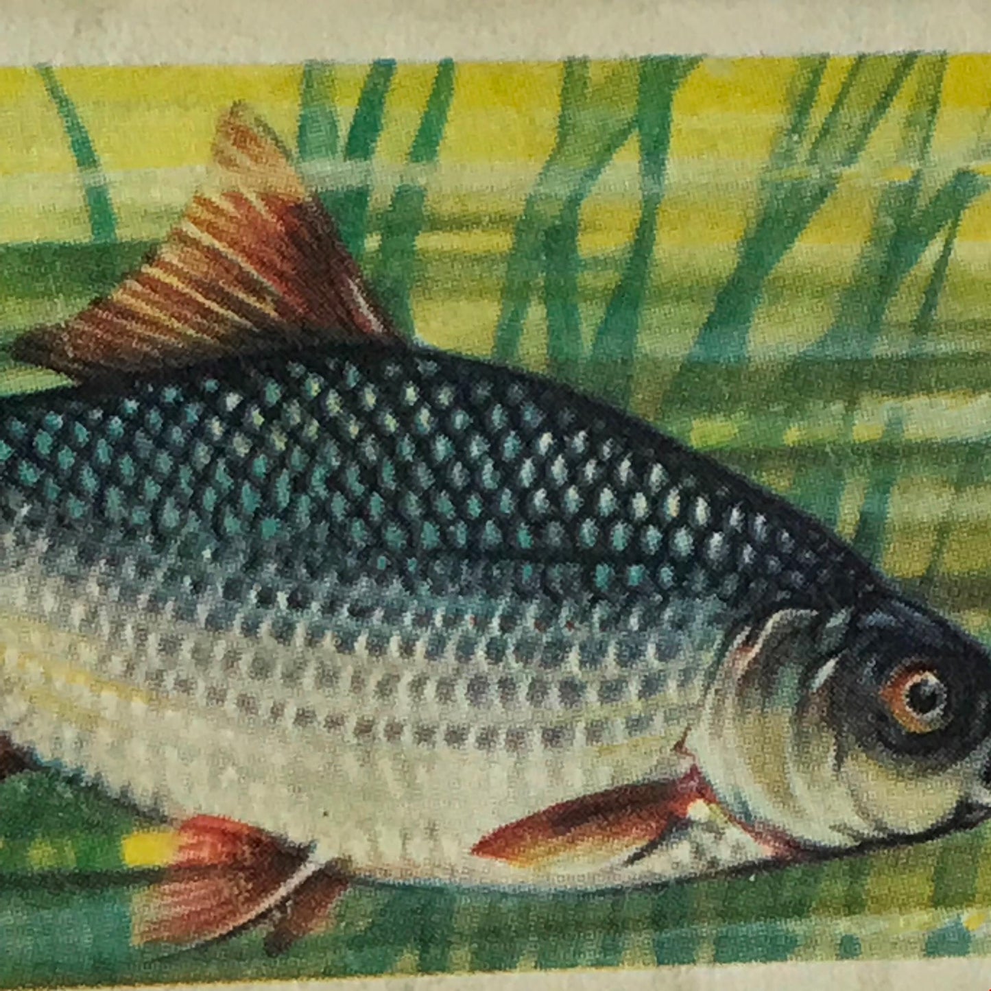 FRESHWATER FISH Brooke Bond Tea Cards 1960 Sold individually