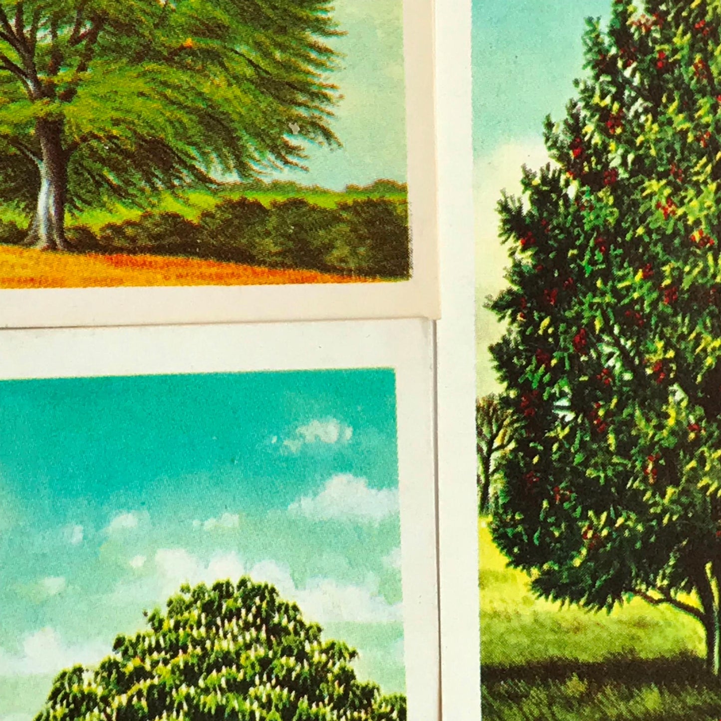 TREES IN BRITAIN Brooke Bond Tea Cards - Sold Individually - take your pick