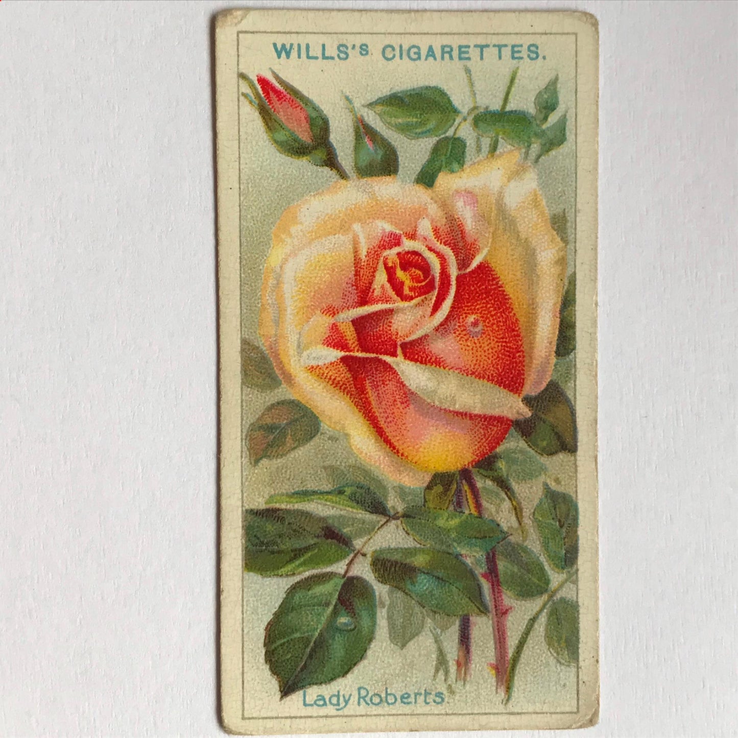 ROSES 1926 Wills Cigarette Cards - vintage rose pictures - sold individually