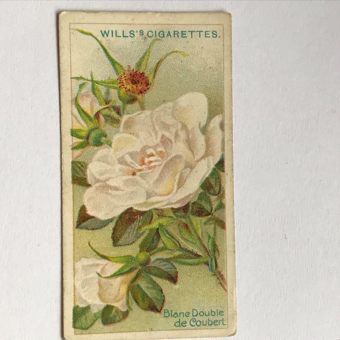 ROSES Wills Cigarette Cards 1912 Antique Rose Pictures - sold individually