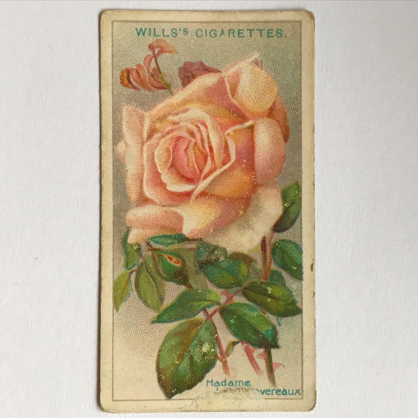 ROSES Wills Cigarette Cards 1912 Antique Rose Pictures - sold individually