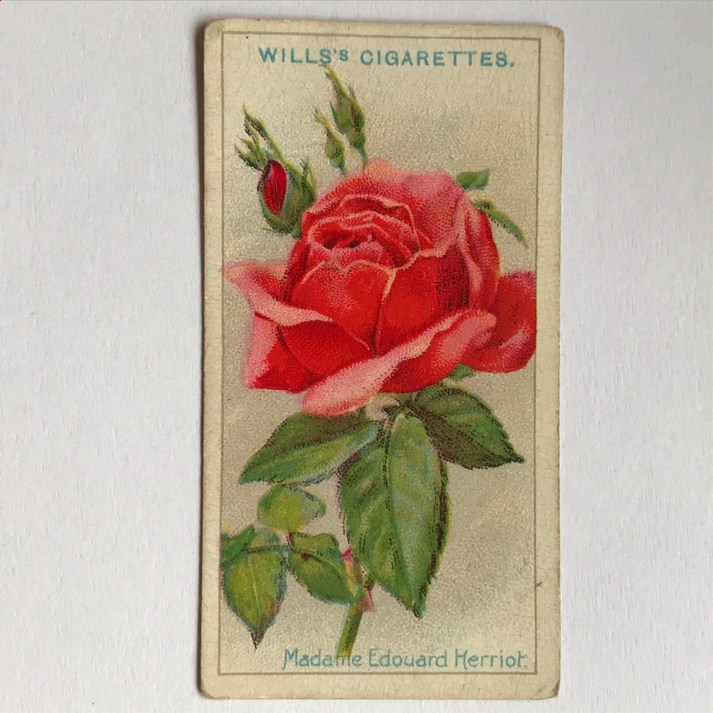 ROSES 1926 Wills Cigarette Cards - vintage rose pictures - sold individually