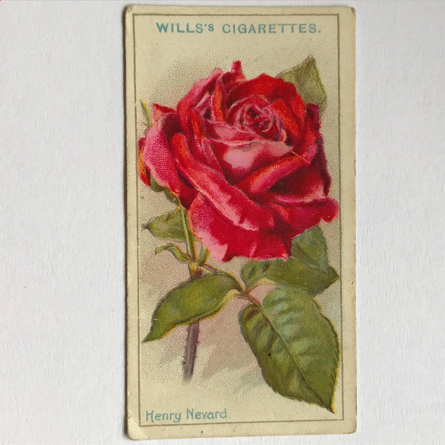 ROSES 1926 Wills Cigarette Cards - vintage rose pictures - sold individually