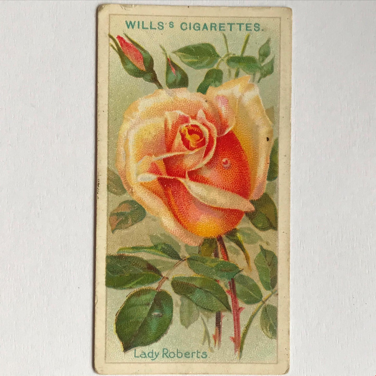 ROSES Wills Cigarette Cards 1912 Antique Rose Pictures - sold individually