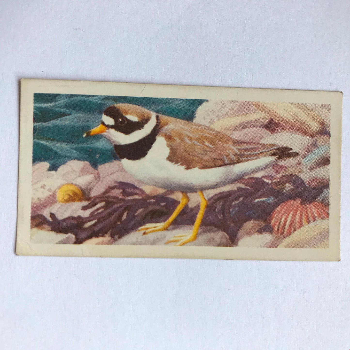 BIRD PORTRAITS  Brooke Bond Tea Cards Sold Individually - take your pick